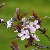 Цветущая  слива писсарди :: Валентин Семчишин