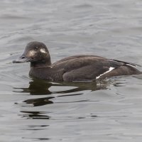 турпан. :: юрий макаров турпан. :: юрий макаров