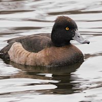 Самка хохлатой чернети :: Лина 