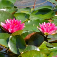 Нимфеи пруда "Бекет" :: Константин Анисимов