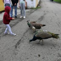 Встречи в дендрарии :: Ольга Встречи в дендрарии :: Ольга