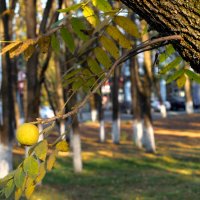 Маклюра оранжевая :: Игорь Сикорский Маклюра оранжевая :: Игорь Сикорский