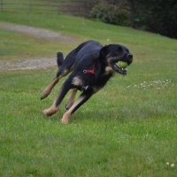 Собачье счастье :: Надежда 