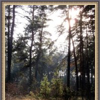 "Утро в лесу" (не Шишкин). :: Егор Бабанов