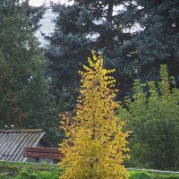 красотка :: Елена Шаламова