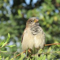 вот я какой ! :: Елена Шаламова вот я какой ! :: Елена Шаламова