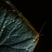 Микрокосм 13 :: дмитрий мякин