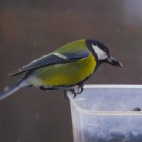 Пасмурно, увы... :: Юрий Куликов