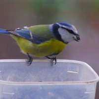 Лазоревка - и та не красит картину... :: Юрий Куликов