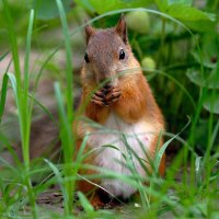 ** :: Николай Соколухин