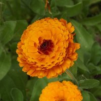 Ноготки :: Freddy 97