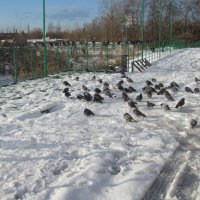 Ждут хлебушка :: Андрей Макурин