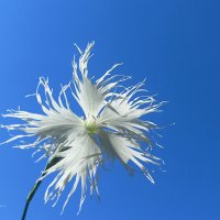 Гвоздика пышная :: Юлия Погодина