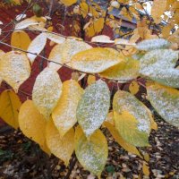 Припорошило... :: Наталья 