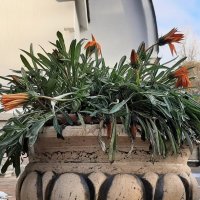 Цветы ноября :: Наталья Герасимова