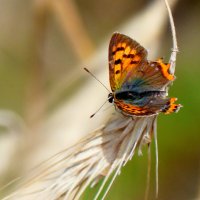 опять про бабочек...113 :: Александр Прокудин опять про бабочек...113 :: Александр Прокудин