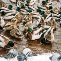 Уточки в Дивногорске :: Юлия Ермолаева