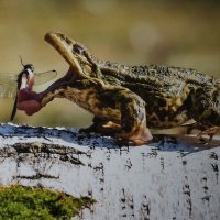 Попрыгунья стрекоза допрыгалась... :: Ольга 