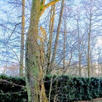 Неотделимое семейство ) :: Veera V