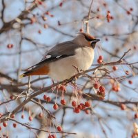 Свиристель :: Виктор Иванович Чернюк
