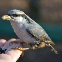 Жадина :: Надежда 