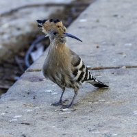 Удод. :: Alexander Amromin