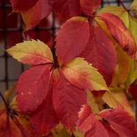 Девичий виноград :: Игорь Сикорский