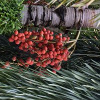 Тайланд, Пальмовый орех Бетель :: Марина 