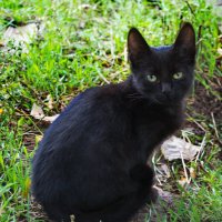 Черный кот :: Александр Лычагин