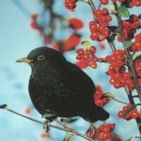 Чёрный дрозд пожаловал :: Людмила Смородинская Чёрный дрозд пожаловал :: Людмила Смородинская