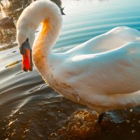 Шипун :: Олег Загорулько