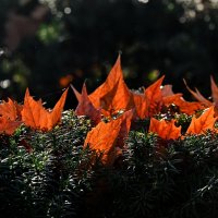 Немного про Осень... :: Николай Саржанов