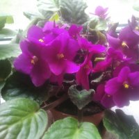 Фиалка :: Елена Семигина