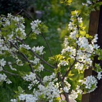 И был май... :: Алексей Дмитриев