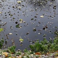 Этюды поздней осени :: Рита Симонова