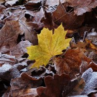 Этюды поздней осени :: Рита Симонова