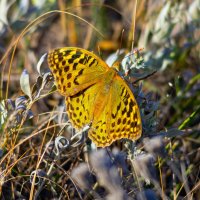 крымская бабочка :: Виталий Емельянов крымская бабочка :: Виталий Емельянов