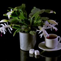 декабрист :: Игорь Kуленко