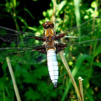 Самец плоской стрекозы :: Константин Штарк