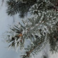 ** :: Зоя Мишина