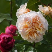 Роза. :: Александр 