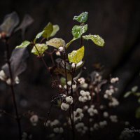 "Когда до зимы всего один день"© :: Владимир Макаров