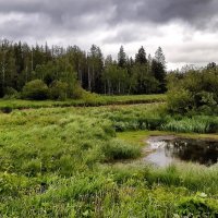 И шум зелёный я люблю, и  облаков люблю лоскутья :: Hope 