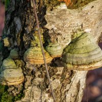 Семейство трутовиков... :: Николай Гирш