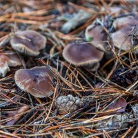 Ноябрь месяц грибной. :: Анатолий. Chesnavik.