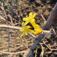 Цветок :: Валентина .