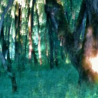 .. сказочный лес в парке санатория Лаго-Наки.. :: galalog galalog