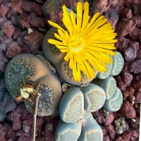 А мы все цветём, и сегодня тоже :: Александр Деревяшкин