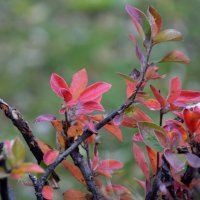 *** :: Павленко Михаил 