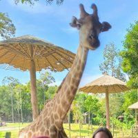 У жирафа... :: Георгиевич 